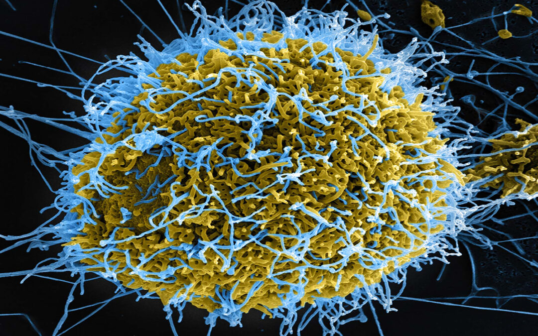 Information About Ebola and Entero Virus D – 68